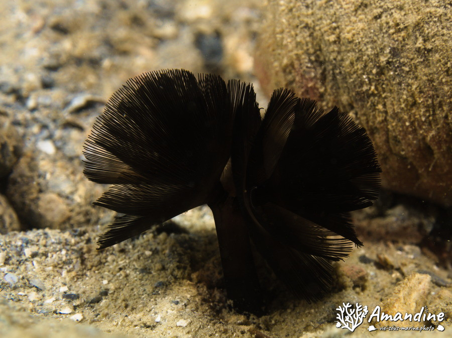 Phoronopsis sp.