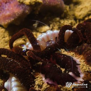 Actinostephanus haeckeli - Nouvelle-Calédonie, Nouméa, Ouémo