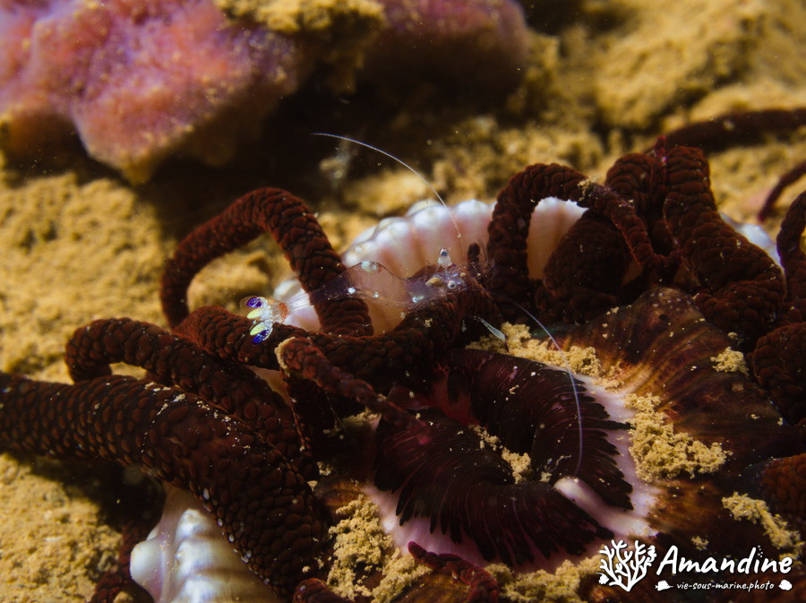 Actinostephanus haeckeli