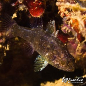 Foa fo - Nouvelle-Calédonie, Nouméa, Ouémo