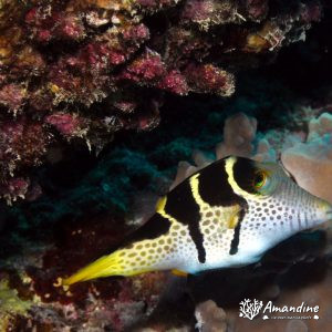 Canthigaster valentini - Nouvelle-Calédonie, Passe de Boulari, Passe intérieure de Boulari