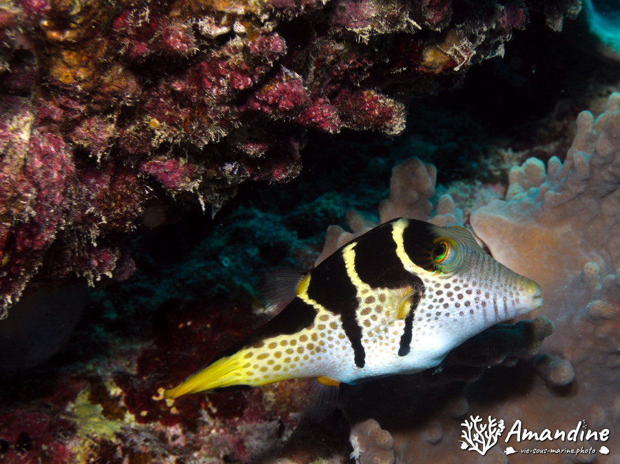 Canthigaster valentini