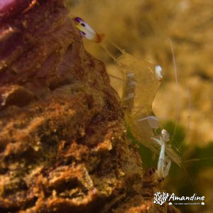 Crevette - Nouvelle-Calédonie, Nouméa, Ouémo