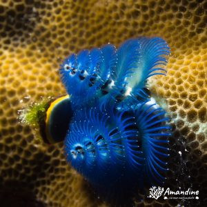 Spirobranchus corniculatus - Nouvelle-Calédonie, Passe de Boulari, Passe intérieure de Boulari