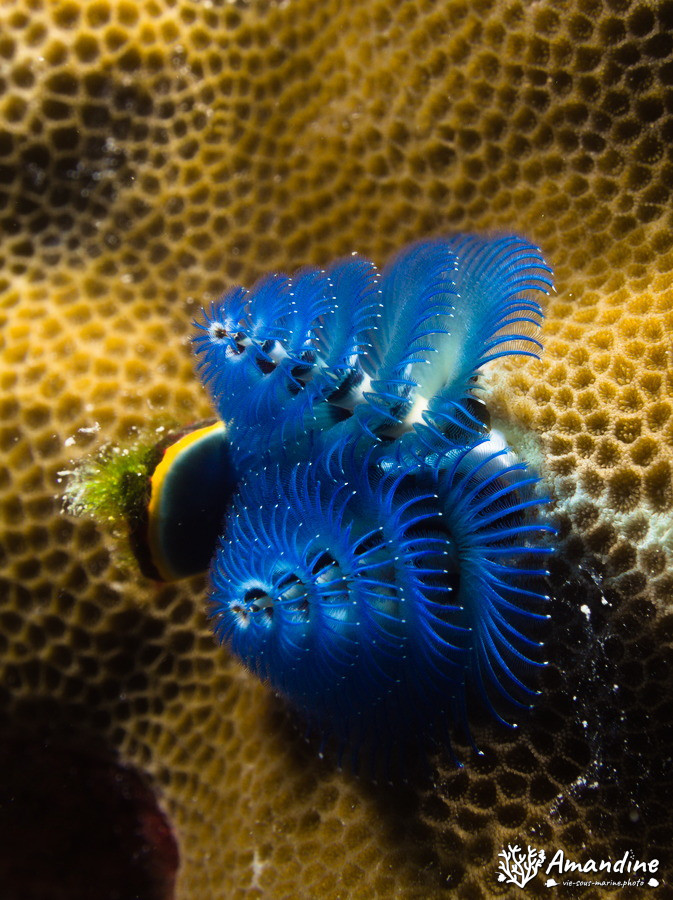 Spirobranchus corniculatus