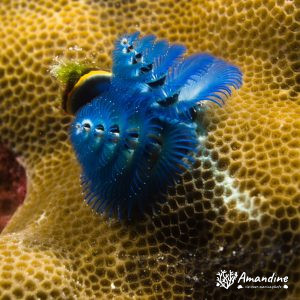 Spirobranchus corniculatus - Nouvelle-Calédonie, Passe de Boulari, Passe intérieure de Boulari