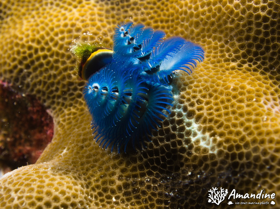 Spirobranchus corniculatus