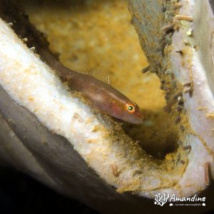 Gobie - Nouvelle-Calédonie, Nouméa, Ouémo