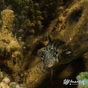 Parapercis - Nouvelle-Calédonie, Nouméa, Ouémo