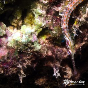 Poisson-pipe - Nouvelle-Calédonie, Passe de Boulari, Passe intérieure de Boulari