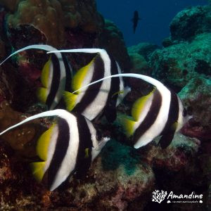 Poisson-bannière - Nouvelle-Calédonie, Passe de Boulari, Passe intérieure de Boulari