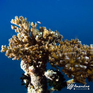 Corail dur - Nouvelle-Calédonie, Passe de Boulari, Récif Tabou et Toho 5
