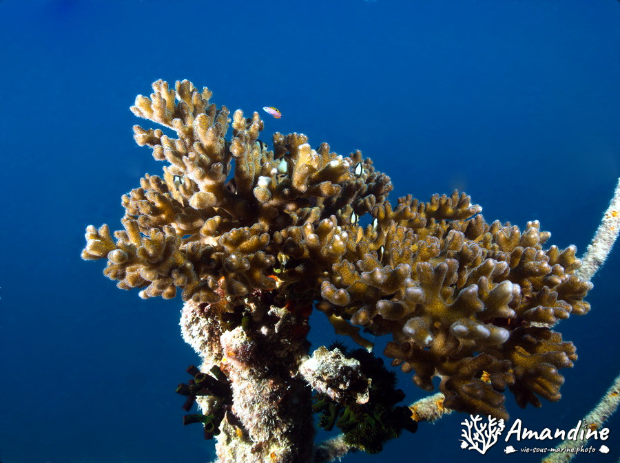 Corail dur