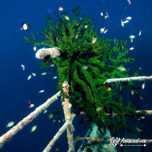 Corail dur - Nouvelle-Calédonie, Passe de Boulari, Récif Tabou et Toho 5