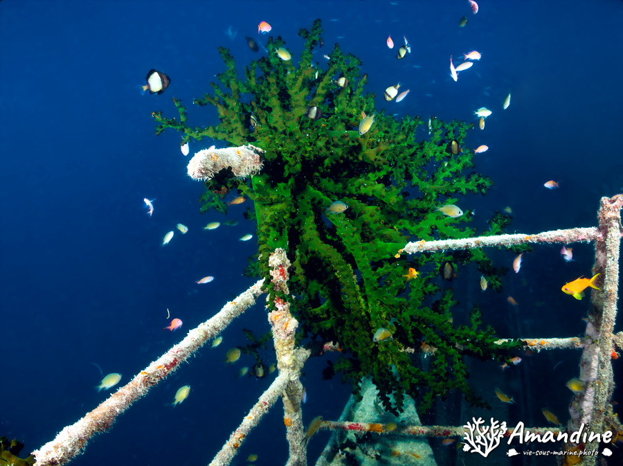 Corail dur