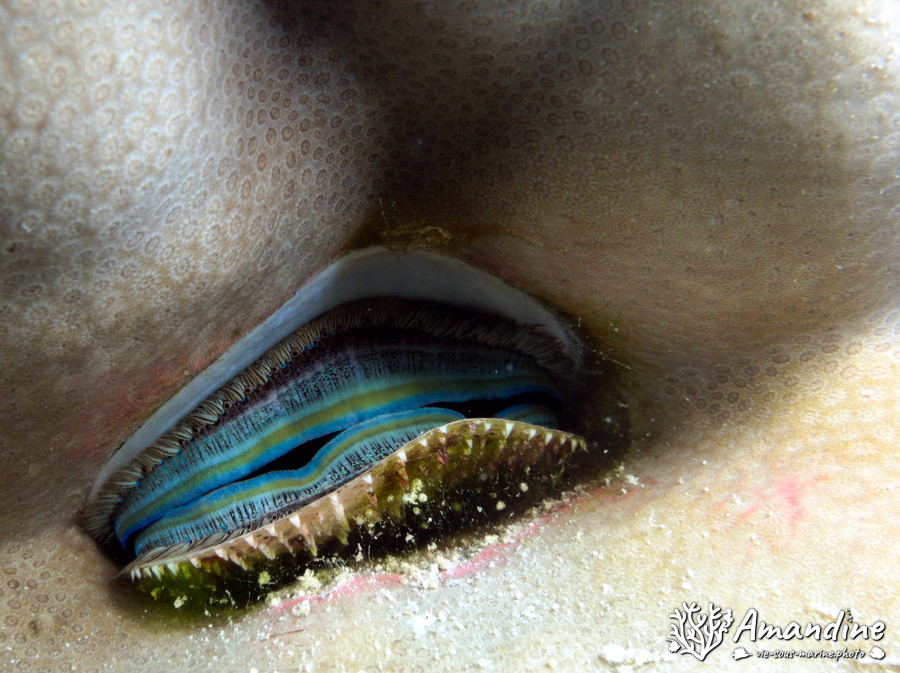 Pedum spondyloideum
