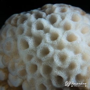 Corail dur - Nouvelle-Calédonie, Passe de Boulari, Forêt de Snark