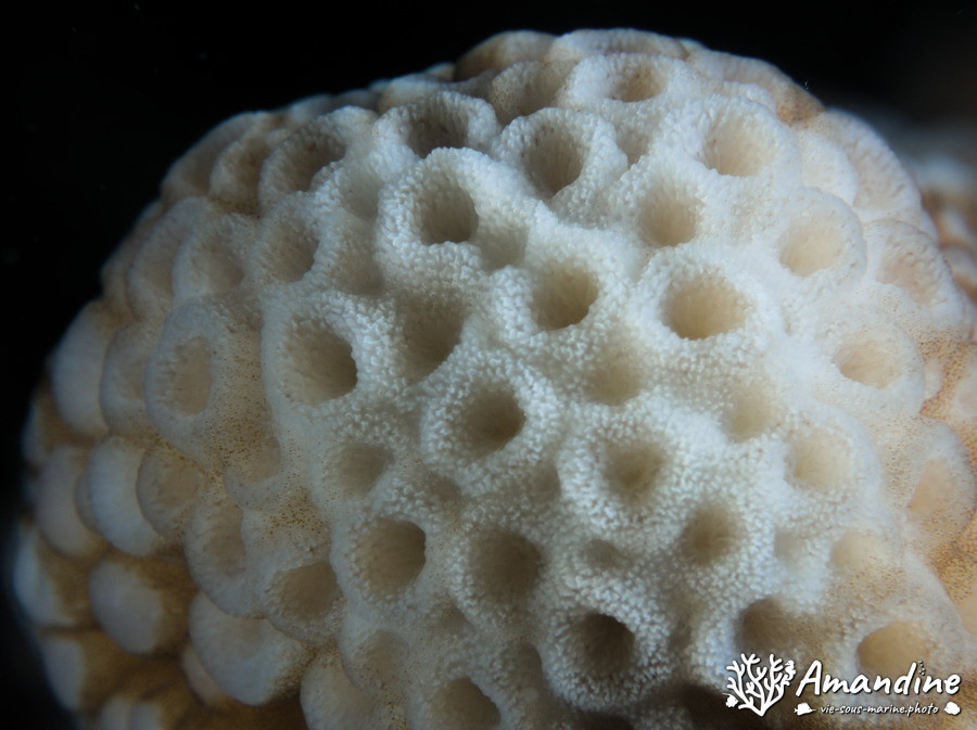 Corail dur
