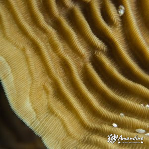 Corail dur - Nouvelle-Calédonie, Passe de Boulari, Forêt de Snark