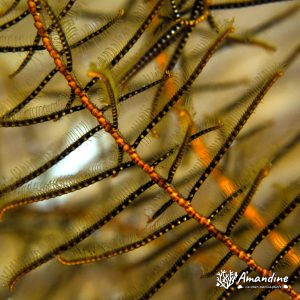 Crinoïde - Nouvelle-Calédonie, Passe de Boulari, Forêt de Snark