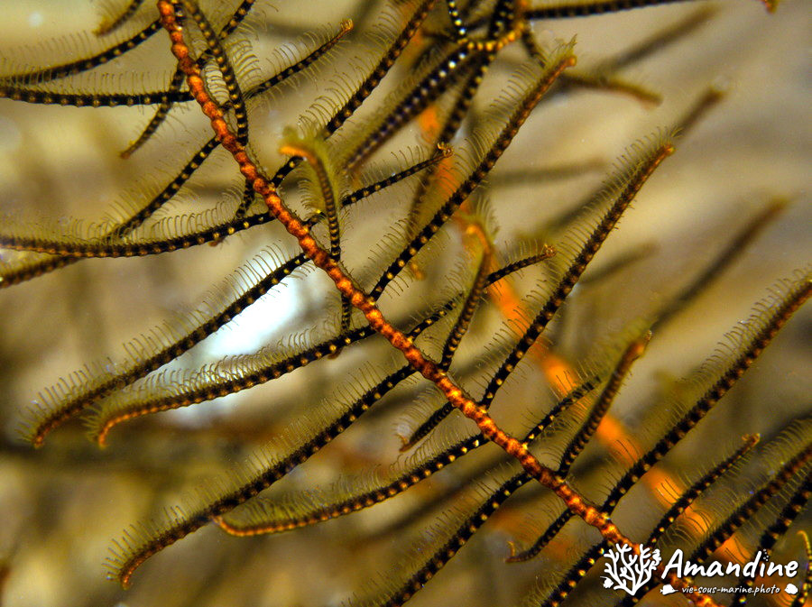 Crinoïde