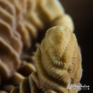 Corail dur - Nouvelle-Calédonie, Passe de Boulari, Forêt de Snark