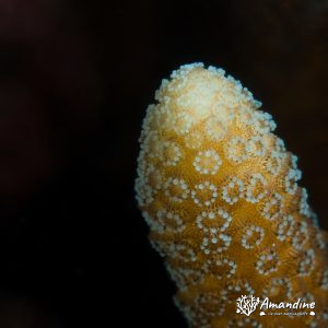 Corail dur - Nouvelle-Calédonie, Passe de Boulari, Forêt de Snark