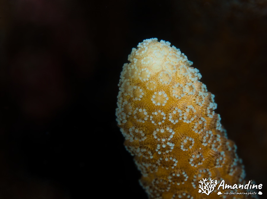 Corail dur