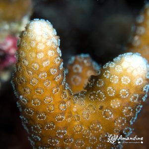 Corail dur - Nouvelle-Calédonie, Passe de Boulari, Forêt de Snark