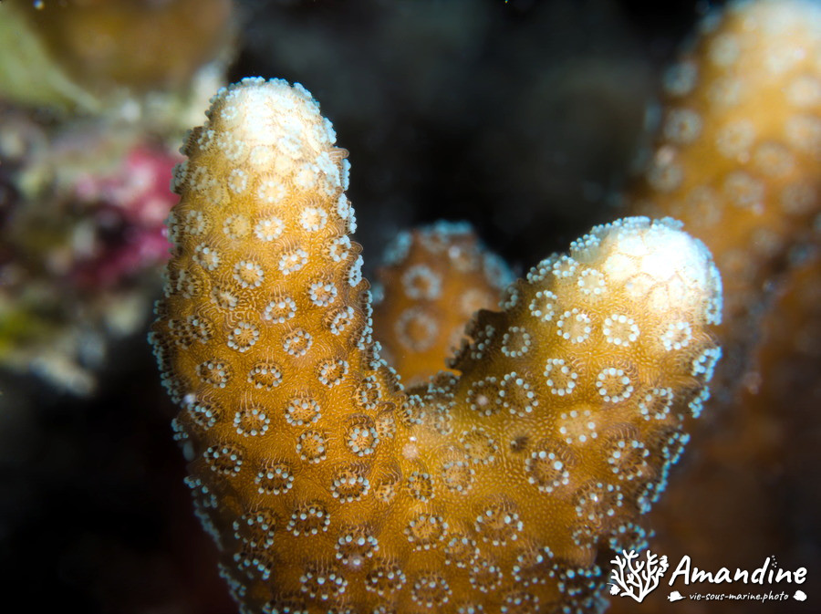 Corail dur