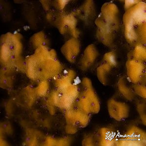 Corail dur - Nouvelle-Calédonie, Passe de Boulari, Forêt de Snark