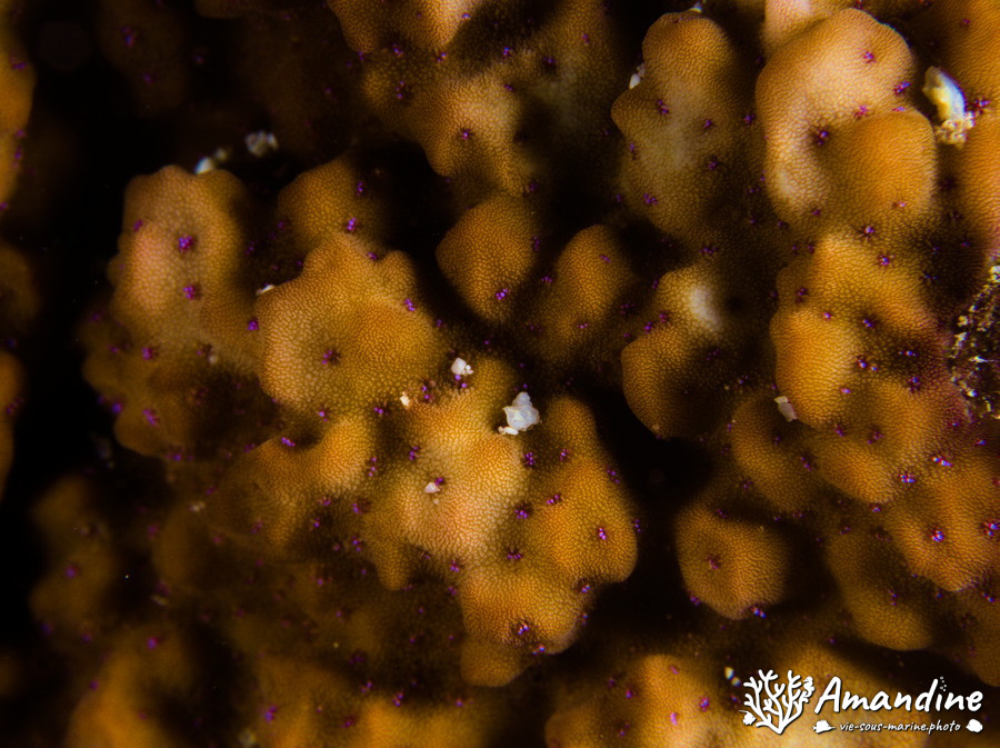 Corail dur