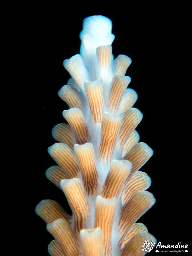 Corail dur
