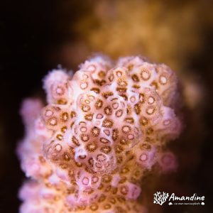 Corail dur - Nouvelle-Calédonie, Passe de Boulari, Forêt de Snark