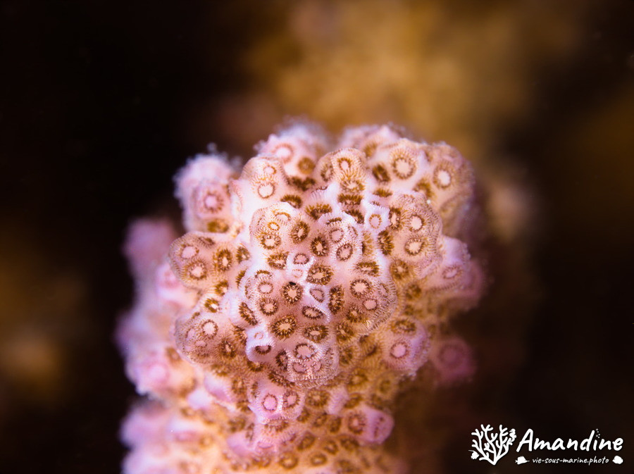 Corail dur