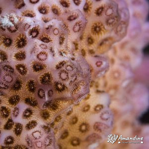 Corail dur - Nouvelle-Calédonie, Passe de Boulari, Forêt de Snark
