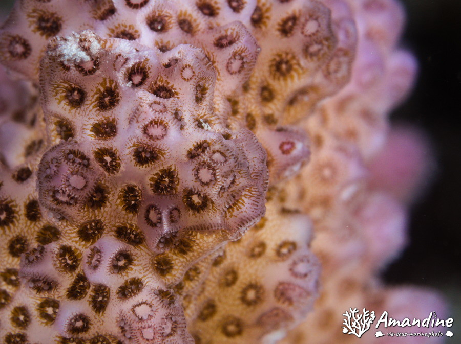 Corail dur