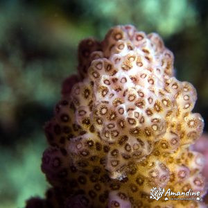 Corail dur - Nouvelle-Calédonie, Passe de Boulari, Forêt de Snark