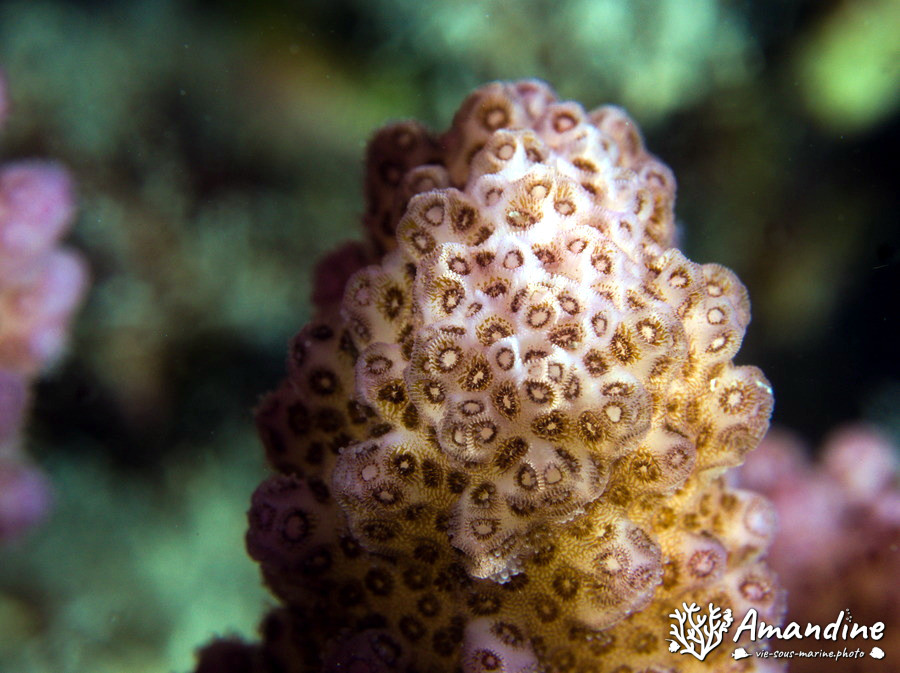 Corail dur
