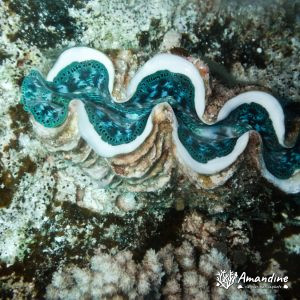 Mollusques » Bivalve » Bénitier