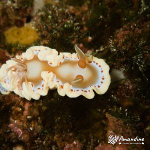 Mollusques » Gastéropode » Limaces de mer » Nudibranche
