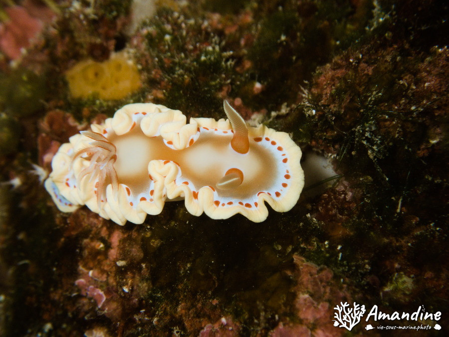 Nudibranche