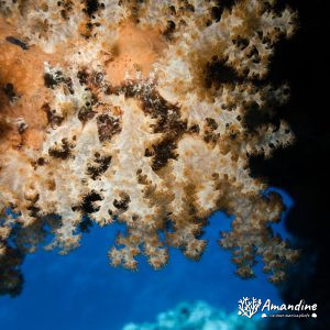 Cnidaires » Octocoralliaires » Corail mou » Dendronephthya sp.