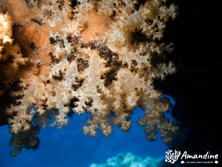 Dendronephthya sp.