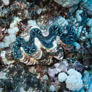 Mollusques » Bivalve » Bénitier