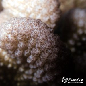 Cnidaires » Hexacolliaires » Corail dur