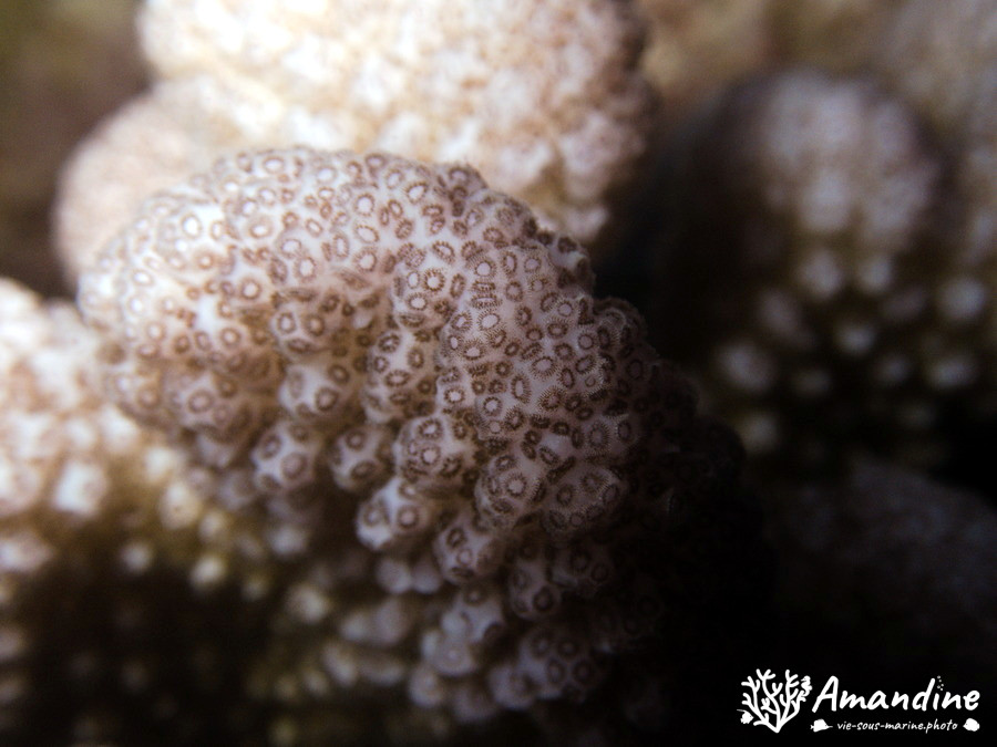 Corail dur