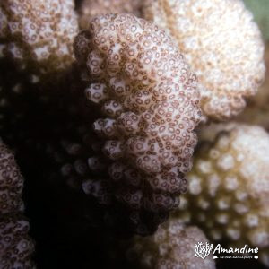 Cnidaires » Hexacolliaires » Corail dur