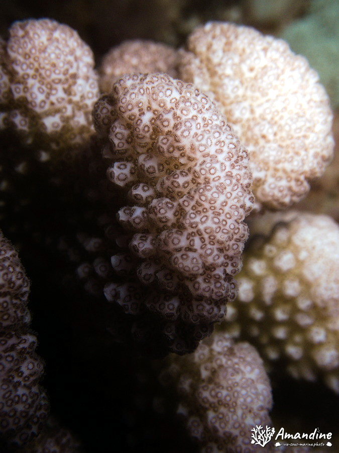 Corail dur