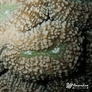 Cnidaires » Hexacolliaires » Corail dur